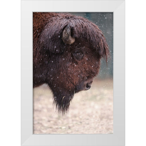 Bison In Winter White Modern Wood Framed Art Print by Ozmen -, Ozkan