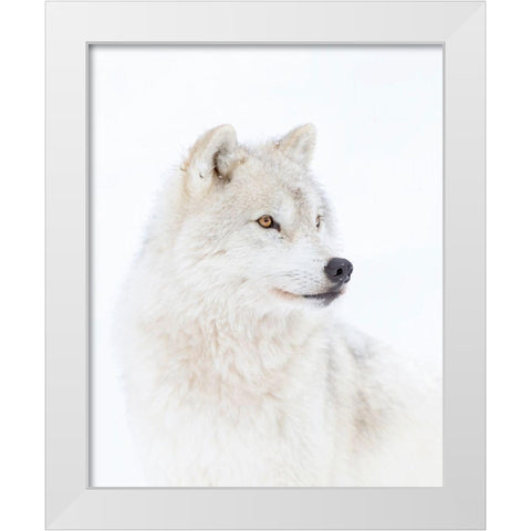 Portrait Of An Arctic Wolf White Modern Wood Framed Art Print by Cumming, Jim