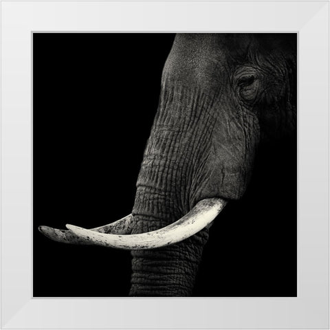 Elephant Profile White Modern Wood Framed Art Print by Bertsch, Hannes