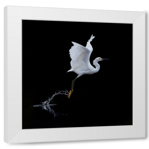Fly White Modern Wood Framed Art Print by Tracy