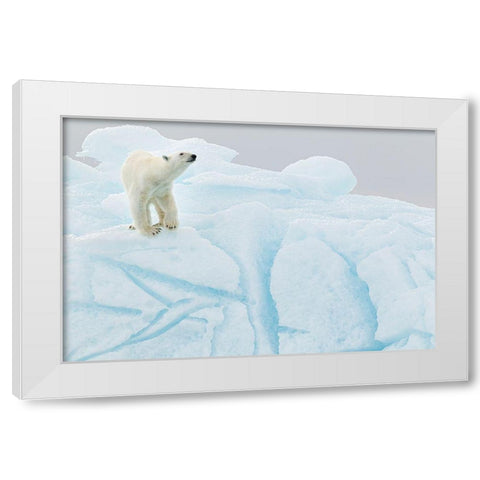 Polar Bear On Iceberg White Modern Wood Framed Art Print by Gil Raga, Joan