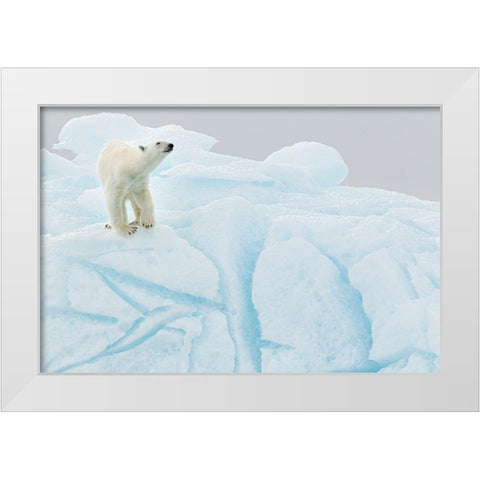 Polar Bear On Iceberg White Modern Wood Framed Art Print by Gil Raga, Joan