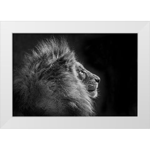 Simba In Monochrome White Modern Wood Framed Art Print by C. Sink, Jeffrey