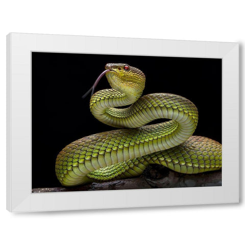 Golden Venomous Viper Snake White Modern Wood Framed Art Print by Maududdin, Fauzan
