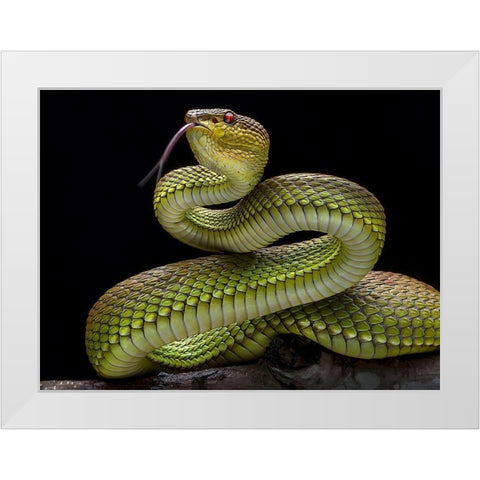 Golden Venomous Viper Snake White Modern Wood Framed Art Print by Maududdin, Fauzan