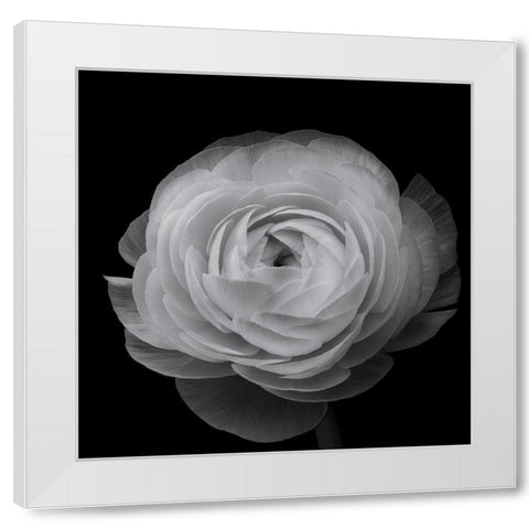 Ranunculus White Modern Wood Framed Art Print by Gronkjar, Lotte