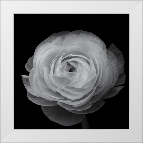 Ranunculus White Modern Wood Framed Art Print by Gronkjar, Lotte