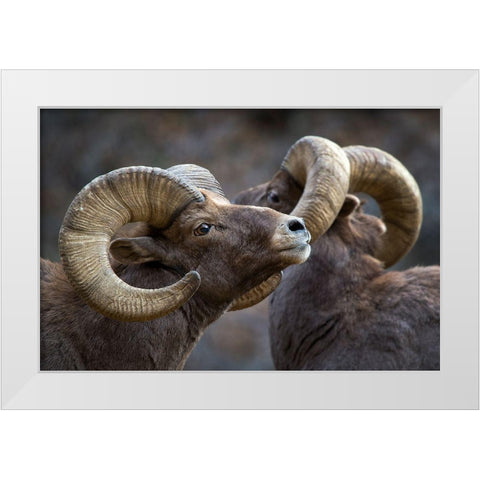 Bighorn Sheep-Ovis Canadensis White Modern Wood Framed Art Print by Verdon