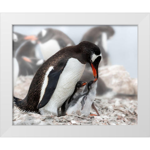 Qi Am Hungryq White Modern Wood Framed Art Print by And Wei, Siyu