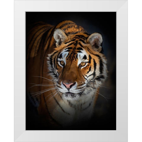 Portrait Of A Siberian Tiger White Modern Wood Framed Art Print by Cumming, Jim