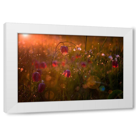 Potpourri White Modern Wood Framed Art Print by Mijer, Wil