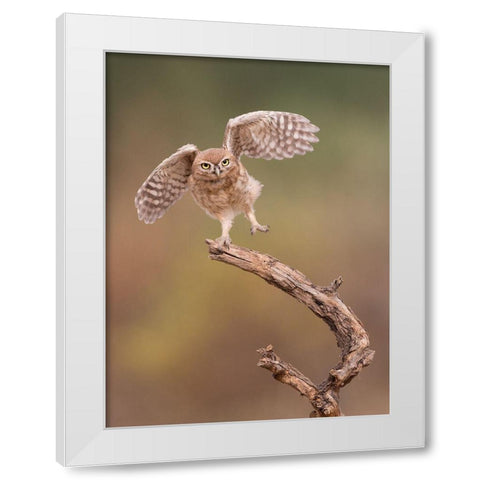 Im Just A Gigalo... White Modern Wood Framed Art Print by Eichelberg, Amnon