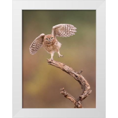 Im Just A Gigalo... White Modern Wood Framed Art Print by Eichelberg, Amnon