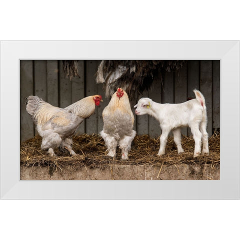Four Animals, 3 Different Breeds. White Modern Wood Framed Art Print by van den, Gert