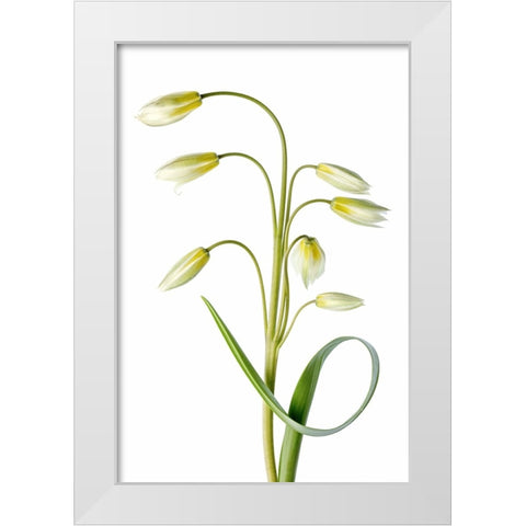 Tulipa Tarda White Modern Wood Framed Art Print by Disher, Mandy