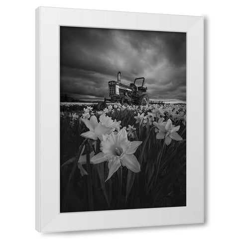 Tractor In Daffodils White Modern Wood Framed Art Print by Jacobs, Lydia