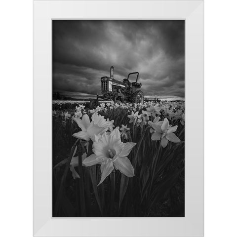 Tractor In Daffodils White Modern Wood Framed Art Print by Jacobs, Lydia