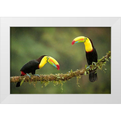 Singing In The Rain White Modern Wood Framed Art Print by Doyle, Renee