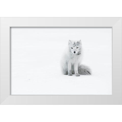 Arctic Fox White Modern Wood Framed Art Print by Marchegiani, Roberto