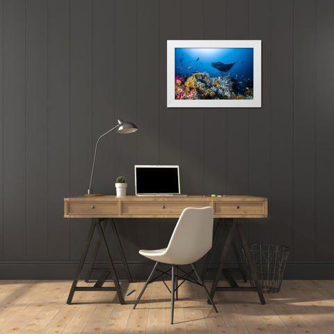 Manta Reef On The Reef White Modern Wood Framed Art Print by Gabriel, Barathieu