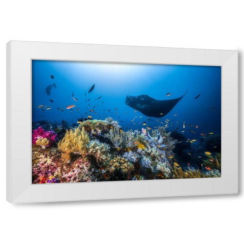 Manta Reef On The Reef White Modern Wood Framed Art Print by Gabriel, Barathieu