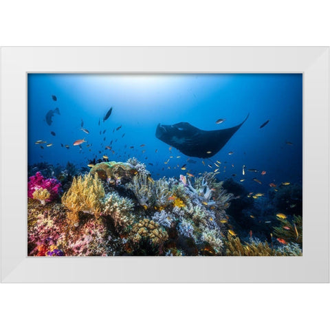 Manta Reef On The Reef White Modern Wood Framed Art Print by Gabriel, Barathieu
