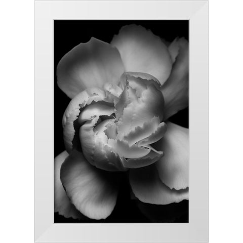 White Flower White Modern Wood Framed Art Print by Ross, Francisco