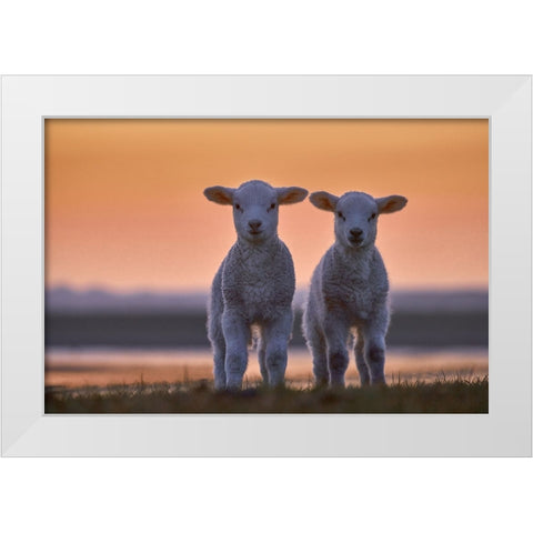 Lamb Twins White Modern Wood Framed Art Print by Balzer, Bodo