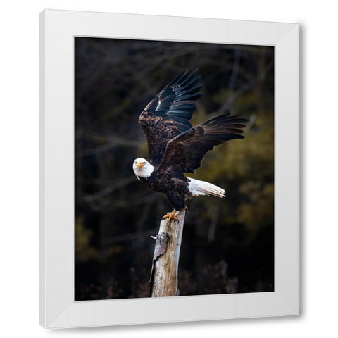Soar White Modern Wood Framed Art Print by Wong, Fion