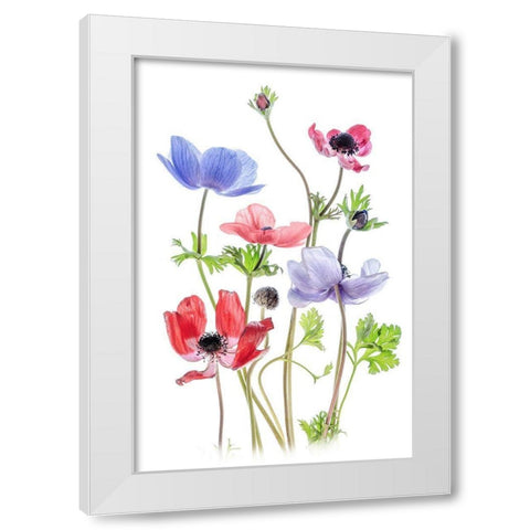Anemone De Caen White Modern Wood Framed Art Print by Disher, Mandy