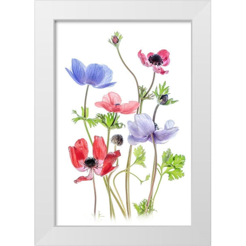 Anemone De Caen White Modern Wood Framed Art Print by Disher, Mandy