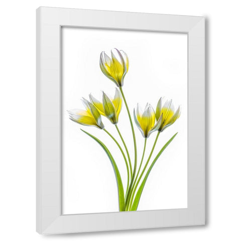 Tulipa White Modern Wood Framed Art Print by Disher, Mandy