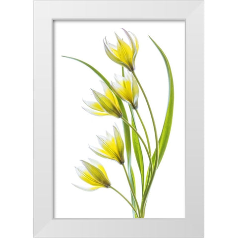 Tulipa White Modern Wood Framed Art Print by Disher, Mandy