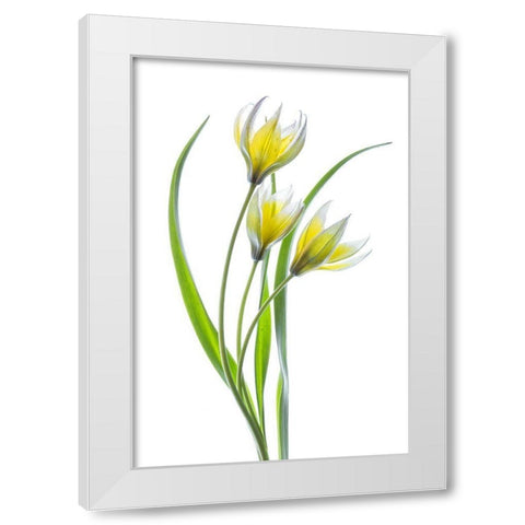 ~~Tulipa~~ White Modern Wood Framed Art Print by Disher, Mandy