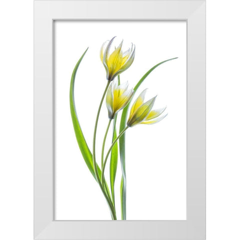 ~~Tulipa~~ White Modern Wood Framed Art Print by Disher, Mandy