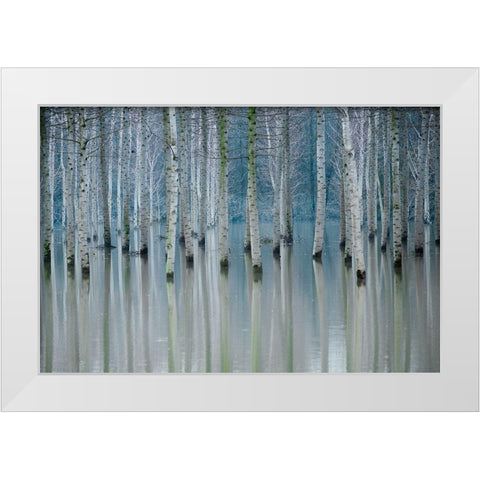 Enchanted Forest White Modern Wood Framed Art Print by Butnaru, Ralu