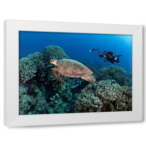 Turtle And A Photographer White Modern Wood Framed Art Print by Ben Tov, Ilan