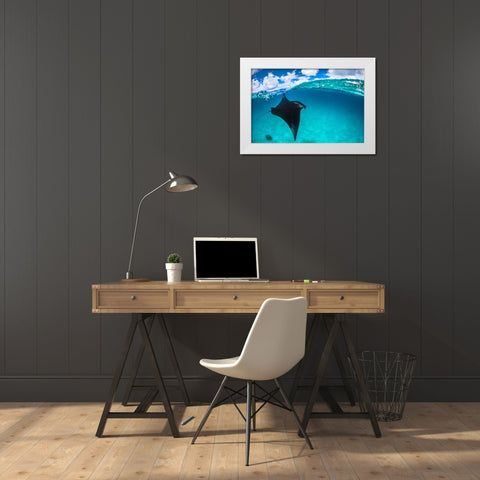 A Reef Manta Ray In Mayotte White Modern Wood Framed Art Print by Gabriel, Barathieu