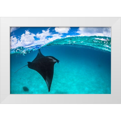 A Reef Manta Ray In Mayotte White Modern Wood Framed Art Print by Gabriel, Barathieu