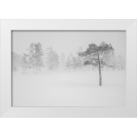 Tree In Snowstorm White Modern Wood Framed Art Print by Normark, Helena