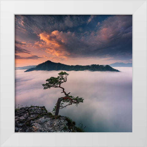 Bonsai VI White Modern Wood Framed Art Print by Nienartowicz, Karol