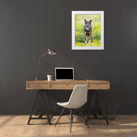 Iberian Wolf White Modern Wood Framed Art Print by Fegari
