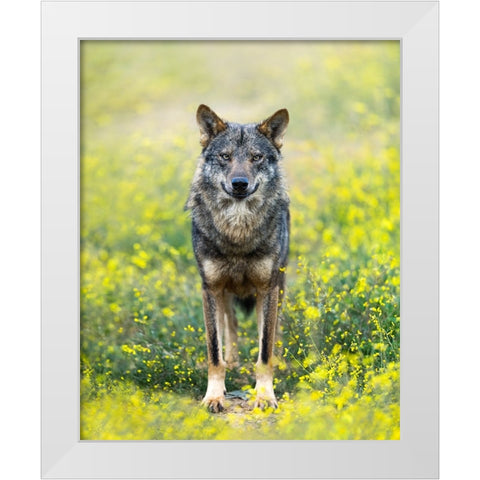 Iberian Wolf White Modern Wood Framed Art Print by Fegari