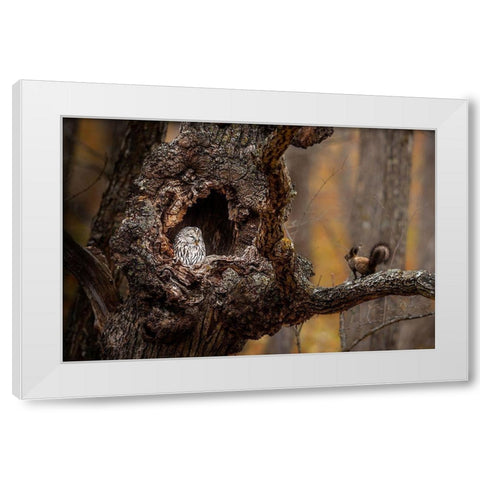 An Owl A A Squirrel White Modern Wood Framed Art Print by Tsui, Hung