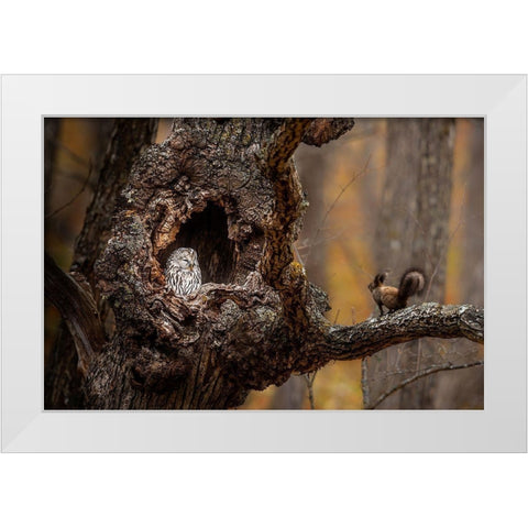 An Owl A A Squirrel White Modern Wood Framed Art Print by Tsui, Hung