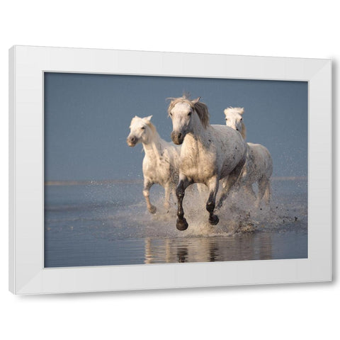 Camargue Horses On Sunset White Modern Wood Framed Art Print by Anton, Rostovskiy