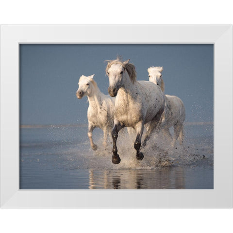 Camargue Horses On Sunset White Modern Wood Framed Art Print by Anton, Rostovskiy