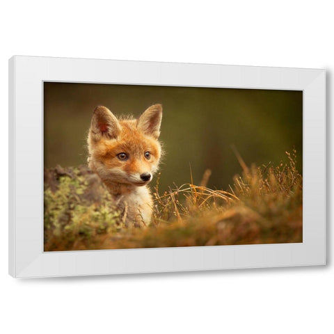 Fox White Modern Wood Framed Art Print by Adamec, Robert