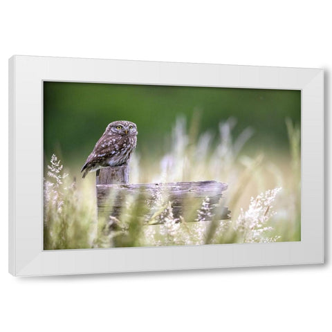 Little Owl White Modern Wood Framed Art Print by Redaelli, Marco