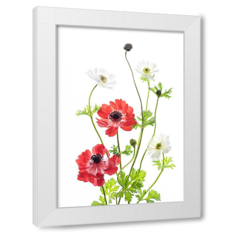 Spring Anemone Family White Modern Wood Framed Art Print by iPuraVida